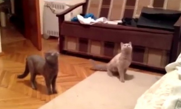 Кошки увидели привидение Кошки увидели привидение